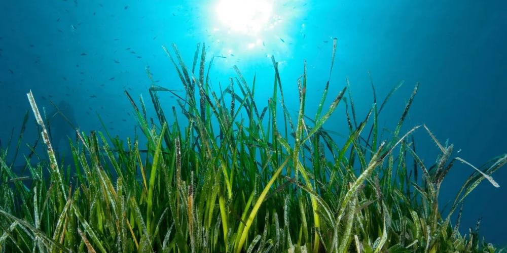 Marine biodiversity: how to preserve the Posidonia meadow ?