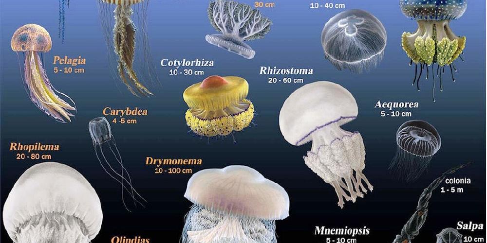 Learn more about jellyfish, these gelatinous animals that we will meet in the water this summer!