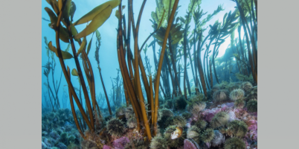 Ocean circulation allows us to reconstruct the family tree of marine populations