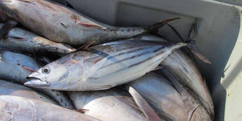 In the flesh of skipjack tuna, the trace of human pollution