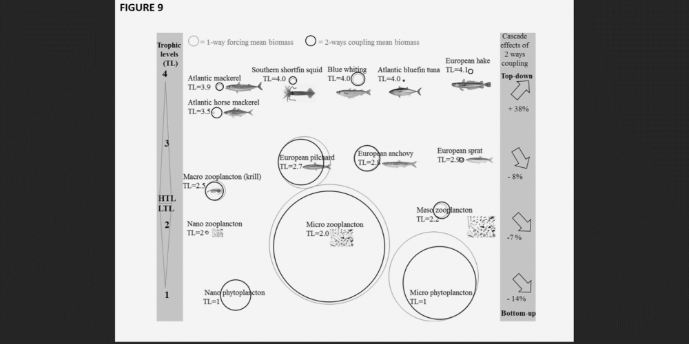 Control mechanisms in a complex marine ecosystem: less microplankton, less forage fish, more predators