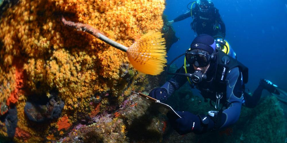 The marine protected area of Port-Cros, a too small jewel of biodiversity: an interview on France Info with Charles-François Boudouresque, professor emeritus at the MIO and member of the scientific council of the Port-Cros National Park