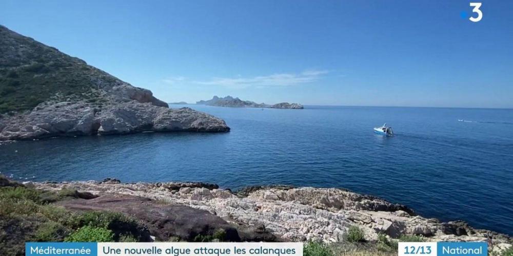 Calanques of Marseille: an invasive alga from Japan proliferates