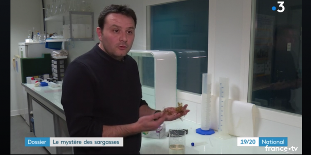 Report on Sargasso in the 19/20 of France 3 TV