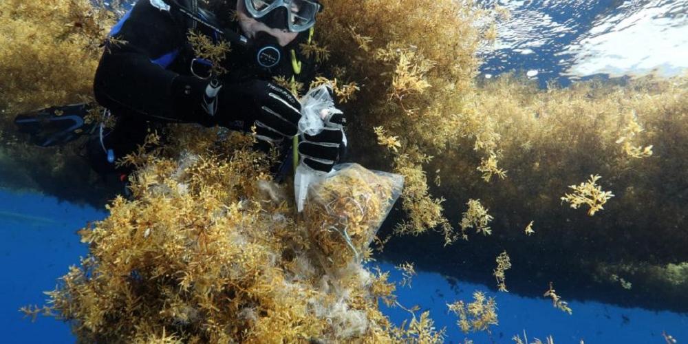 Les algues, ces historiennes des mers