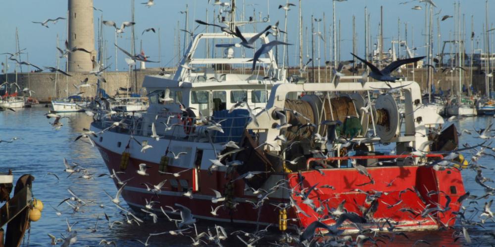 2020 assessment of the state of the fish populations fished in France