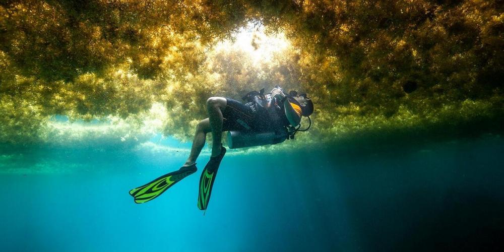 The protected coastline of the Calanques threatened by an invasive Asian green alga in the Mediterranean