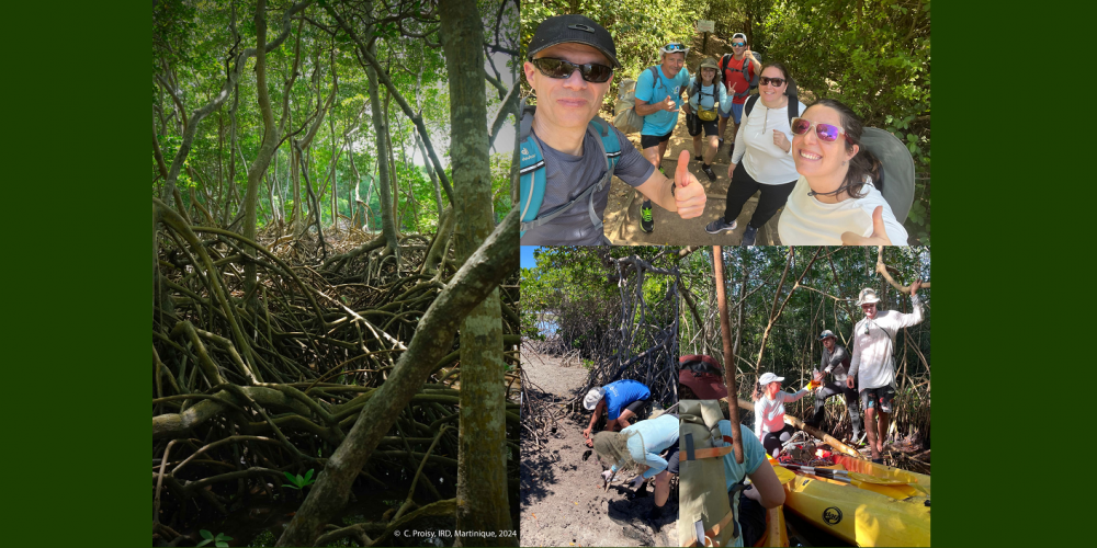 Successful mission to the West Indies for the DCE Mangroves group !