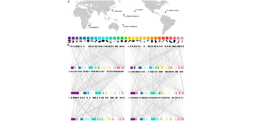 Coral reef food webs are highly vulnerable to species loss