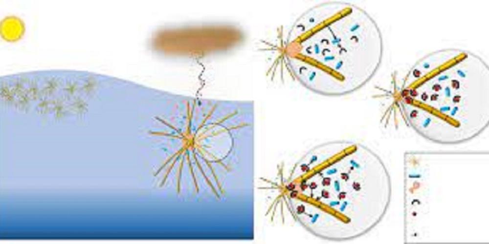 OB19 Moving beyond Trichodesmium: assessing the importance of non-cyanobacterial diazotrophs and other previously overlooked nitrogen-fixers in marine ecosystems