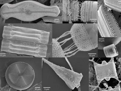 Bacteries - Phytoplancton