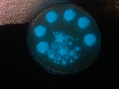 Bacteria make light! Bioluminescence