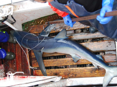 The blue shark victim of magnetic hooks