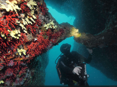 Mediterranean red coral