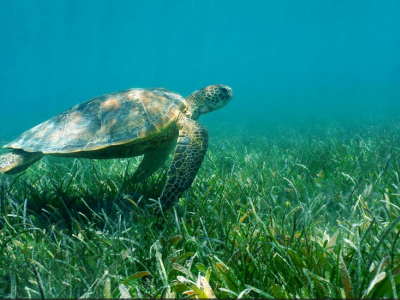 Posidonia meadows