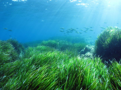 Posidonia meadows