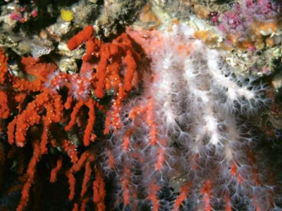 Albino red coral